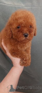 Foto №3. Die nächsten 2 Boyce. Ukraine