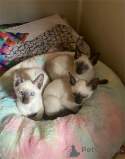 Foto №1. siamkatze - zum Verkauf in der Stadt Hannover | 350€ | Ankündigung № 153768