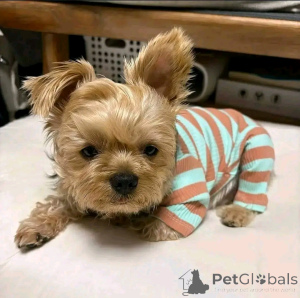 Foto №1. yorkshire terrier - zum Verkauf in der Stadt Helsinki | 640€ | Ankündigung № 163067