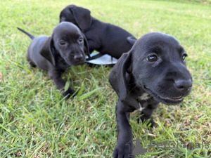 Foto №1. dackel - zum Verkauf in der Stadt Essens | 750€ | Ankündigung № 161287