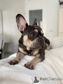 Foto №2 zu Ankündigung № 157835 zu verkaufen französische bulldogge - einkaufen Luxemburg quotient 	ankündigung