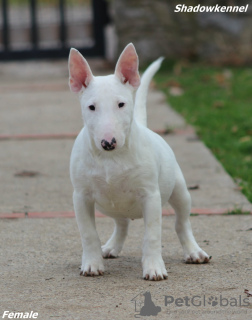 Foto №1. bullterrier - zum Verkauf in der Stadt Belgrad | verhandelt | Ankündigung № 126558