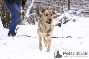 Zusätzliche Fotos: Die fröhliche, aktive Cleo, 1,5 Jahre alt, sucht ein Zuhause