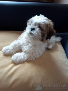 Foto №4. Ich werde verkaufen shih tzu in der Stadt Kharkov. quotient 	ankündigung - preis - 343&euro;