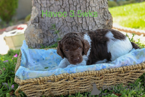 Foto №2 zu Ankündigung № 158388 zu verkaufen pudel (royal) - einkaufen Dänemark quotient 	ankündigung