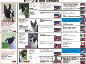 Foto №4. Ich werde verkaufen boston terrier in der Stadt Москва. vom kindergarten - preis - 800€