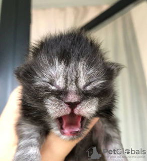 Foto №1. maine-coon-katze - zum Verkauf in der Stadt Köln | 400€ | Ankündigung № 121926