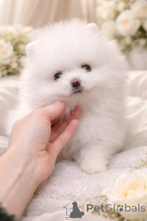 Foto №2 zu Ankündigung № 166527 zu verkaufen mischlingshund - einkaufen Ukraine vom kindergarten, züchter