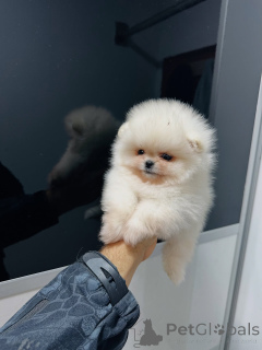 Foto №1. pommersche spitz - zum Verkauf in der Stadt Wolfsburg | verhandelt | Ankündigung № 159131