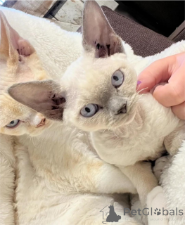 Foto №1. devon rex - zum Verkauf in der Stadt Augsburg | 350€ | Ankündigung № 151655