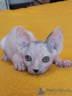 Foto №1. sphynx cat - zum Verkauf in der Stadt Zaporizhia | 400€ | Ankündigung № 123975