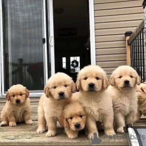 Foto №4. Ich werde verkaufen golden retriever in der Stadt Leipzig. quotient 	ankündigung - preis - 400€