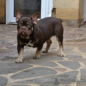 Foto №4. Ich werde verkaufen französische bulldogge in der Stadt Gomel. züchter - preis - Frei