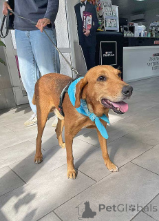 Foto №3. Freundlicher, sanfter Hund Ryzhulik, Russischer Laufhund-Mix als Geschenk. Russische Föderation