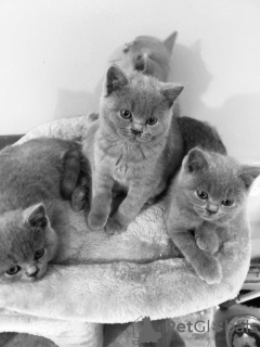 Zusätzliche Fotos: Atemberaubende klobige britische blaue weibliche und männliche Kätzchen