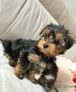 Foto №4. Ich werde verkaufen yorkshire terrier in der Stadt Meljine. quotient 	ankündigung, aus dem tierheim - preis - 750€
