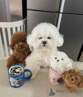 Foto №1. bichon frisé - zum Verkauf in der Stadt Бернау | 450€ | Ankündigung № 140718