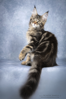 Foto №4. Ich werde verkaufen maine-coon-katze in der Stadt Москва. vom kindergarten - preis - 478€