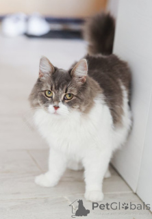 Foto №1.  - zum Verkauf in der Stadt Domodedovo | Frei | Ankündigung № 151212