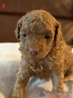 Foto №4. Ich werde verkaufen maltipu in der Stadt Bielefeld.  - preis - 1800€