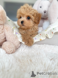 Foto №1. maltipu - zum Verkauf in der Stadt Berlin | verhandelt | Ankündigung № 163590