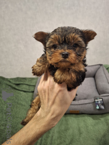 Foto №4. Ich werde verkaufen biewer terrier, yorkshire terrier in der Stadt Daugavpils. quotient 	ankündigung, vom kindergarten - preis - 650€