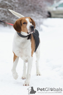 Foto №2 zu Ankündigung № 9171 zu verkaufen russischer jagdhund - einkaufen Russische Föderation aus dem tierheim