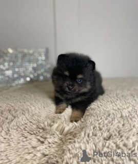 Foto №3. Tetsup Pomeranian Velpen. Deutschland