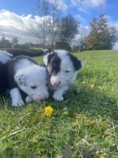 Foto №1. border collie - zum Verkauf in der Stadt Ewing Township | 246€ | Ankündigung № 77813