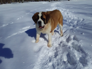 Foto №3. Welpe St. Bernard, Rothaarige Alpha, Schlampe, ksh wartet auf ihre Besitzer.. Russische Föderation