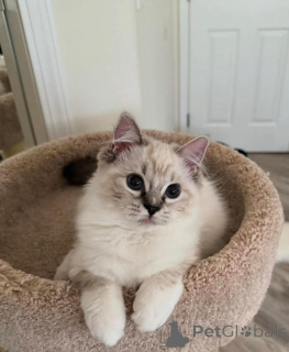 Foto №2 zu Ankündigung № 159052 zu verkaufen ragdoll-katze - einkaufen Deutschland aus dem tierheim, züchter