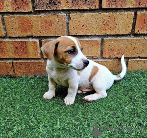 Foto №1. jack russell terrier - zum Verkauf in der Stadt Barsbüttel | verhandelt | Ankündigung № 169308