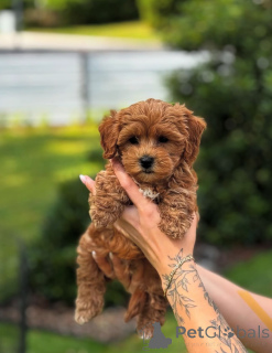 Foto №1. pudel (toy) - zum Verkauf in der Stadt 665 Standort Colonia | verhandelt | Ankündigung № 154284