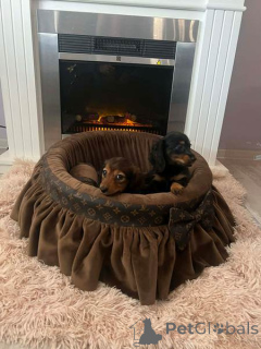 Foto №2 zu Ankündigung № 165686 zu verkaufen dackel - einkaufen Serbien 