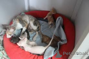 Foto №1. cornish rex - zum Verkauf in der Stadt Brüssel | 500€ | Ankündigung № 161626