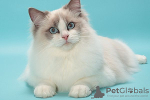 Foto №1. ragdoll-katze - zum Verkauf in der Stadt Пютте | Frei | Ankündigung № 128939