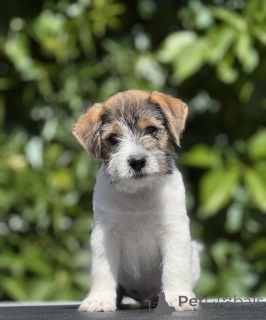 Foto №1. jack russell terrier - zum Verkauf in der Stadt Borisov | 539€ | Ankündigung № 145202