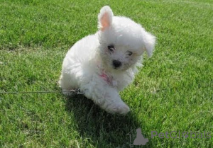 Foto №2 zu Ankündigung № 170659 zu verkaufen bichon frisé - einkaufen Tschechische Republik 