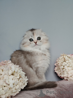 Foto №3. Catherine. Russische Föderation