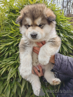 Foto №2 zu Ankündigung № 88443 zu verkaufen alaskan malamute - einkaufen Slowenien quotient 	ankündigung