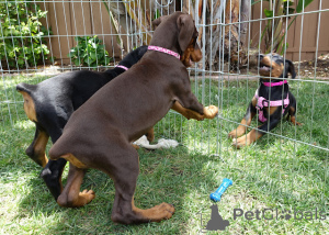 Foto №2 zu Ankündigung № 136514 zu verkaufen dobermann - einkaufen Australien quotient 	ankündigung