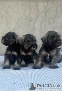 Foto №1. schnauzer - zum Verkauf in der Stadt Belgrad | verhandelt | Ankündigung № 117743