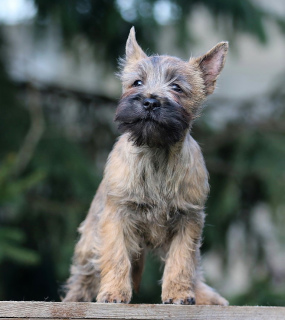 Foto №3. Mädchen-Steinhaufen-Terrier. Russische Föderation