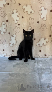 Foto №4. Ich werde verkaufen  in der Stadt Minsk.  - preis - Frei