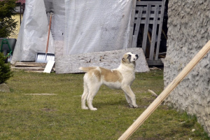 Zusätzliche Fotos: Verkauf von Welpen des zentralasiatischen Schäferhundes (Alabai).