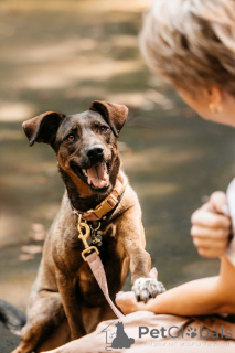 Foto №1. mischlingshund - zum Verkauf in der Stadt Moskwa | Frei | Ankündigung № 150156