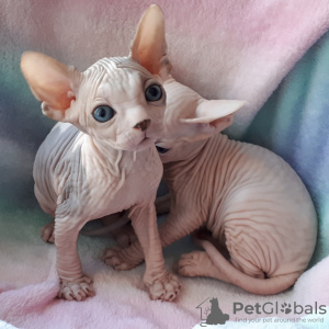 Foto №1. sphynx-katze - zum Verkauf in der Stadt Waterloo | Frei | Ankündigung № 128857