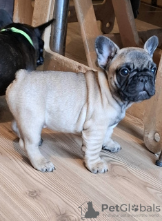 Foto №4. Ich werde verkaufen französische bulldogge in der Stadt Smederevo. züchter - preis - verhandelt