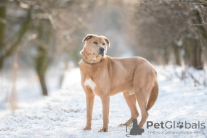 Foto №1. mischlingshund - zum Verkauf in der Stadt Москва | Frei | Ankündigung № 29925