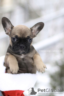 Zusätzliche Fotos: Erstaunlich seltene Farbe French Bulldog Merle Welpe männlich und weiblich